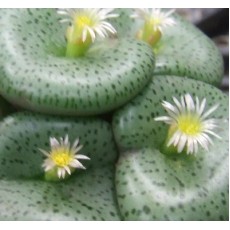 C.obcordellum BM7928 - Seed